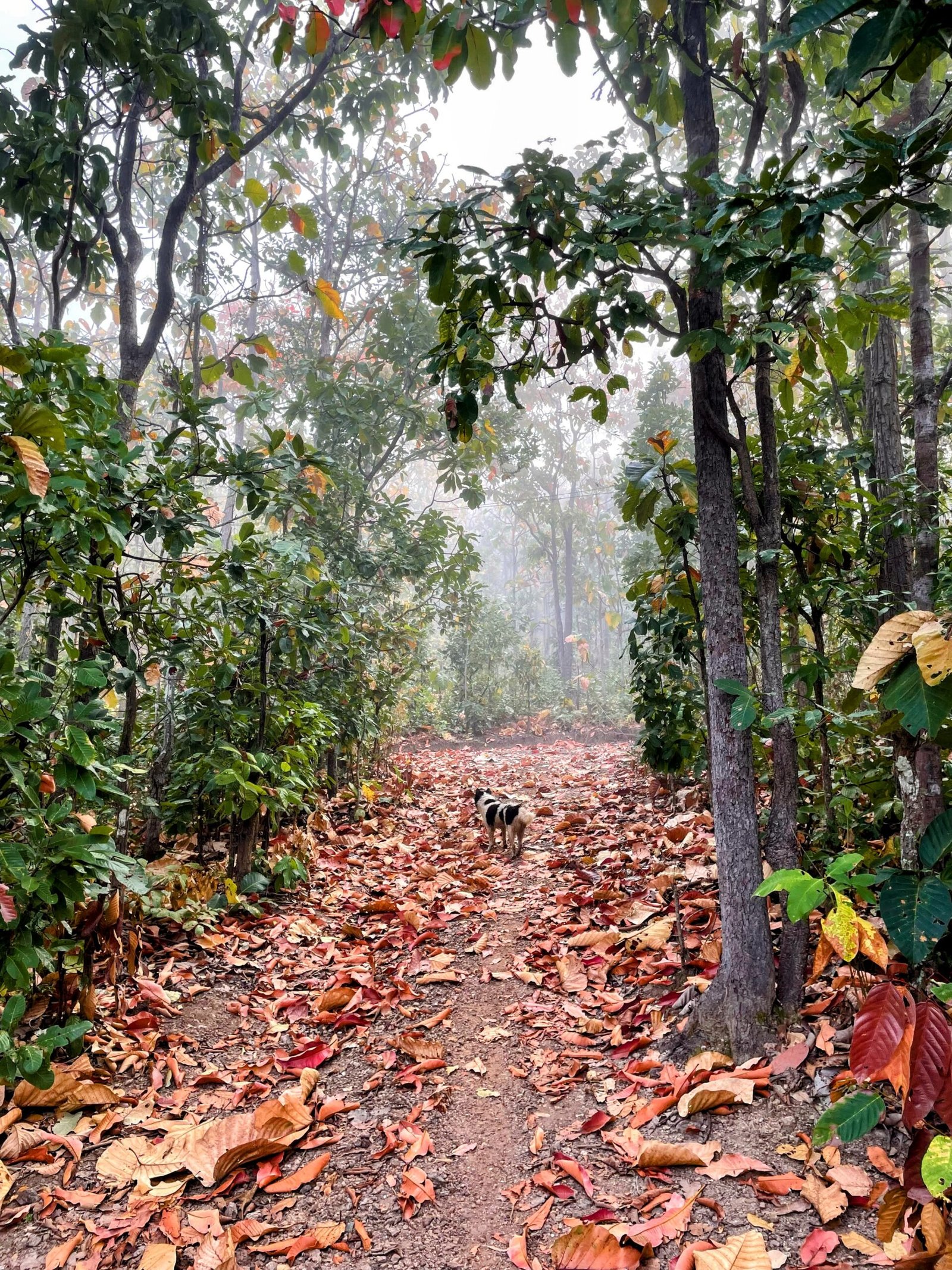 Winter walk with dog in the hills of Pai between red leaves